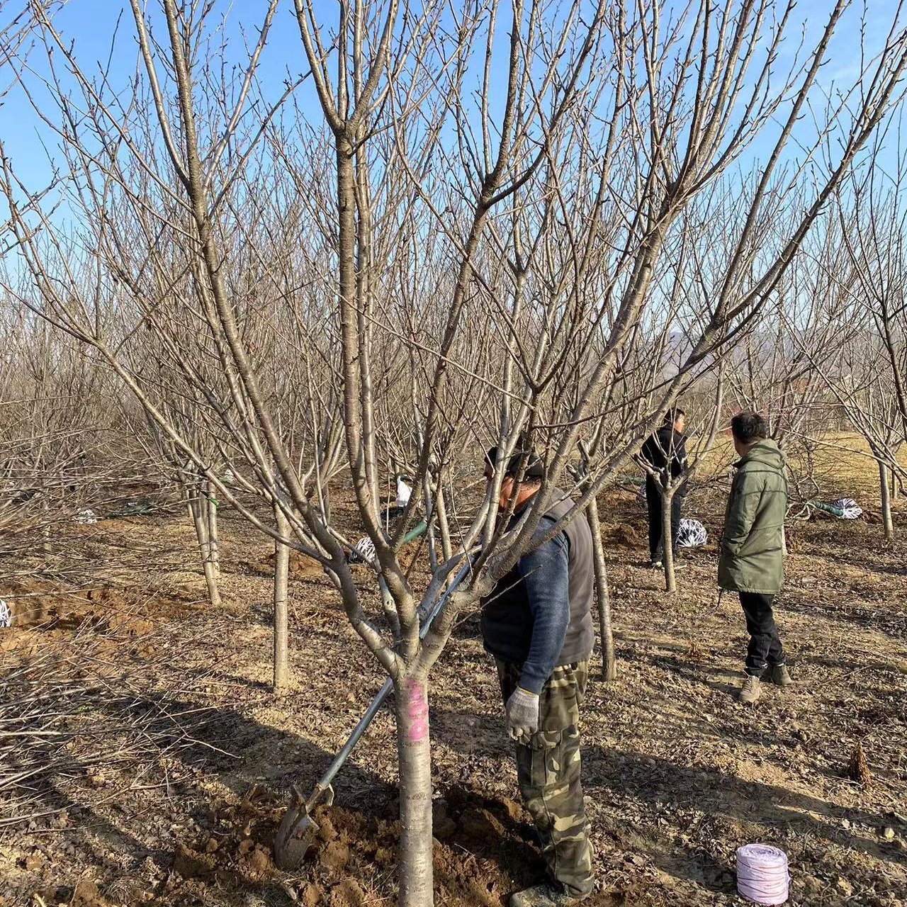 晚樱10公分公分行道树景观园林市政工程苗圃直销