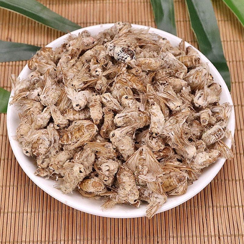 雄蚕蛾中药材 精选公蚕蛾魏天娥 未交雄蚕蛾男性泡酒