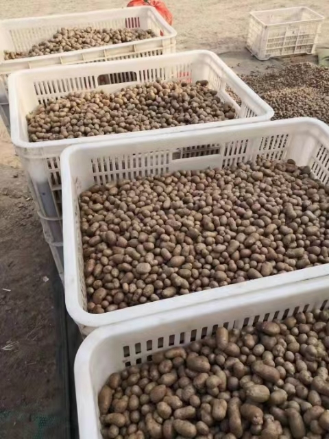 惠民县供应各种规格，各种品种山药种豆