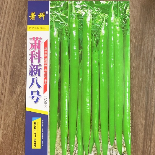 萧县萧科新八号 早熟浅绿色丰产 辣味香浓抗病 连续坐果能力强