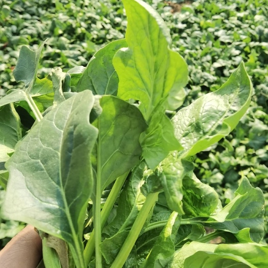 南京南京菠菜 红根菠菜 大量有货