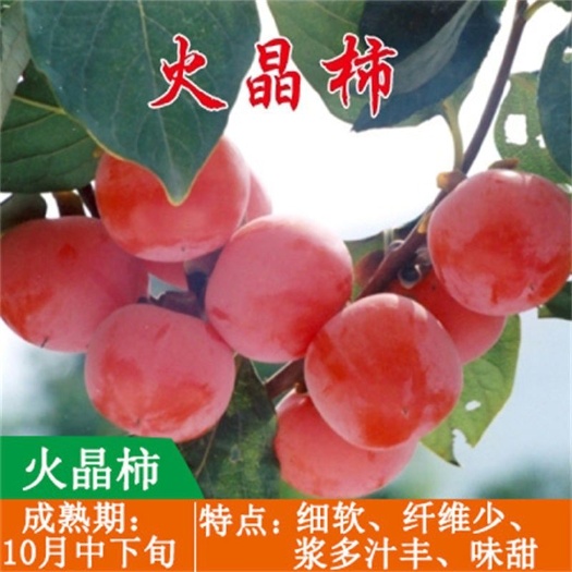 灵山县火晶柿子苗软柿子即摘即吃柿子树苖盆栽地栽南北方种植当年结果苗