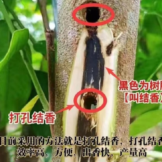 灵山县白奇楠沉香苗嫁接一代绿奇楠流油王结香快品种带土带杯发货苗