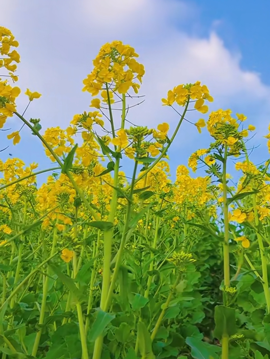 湖北荆州  菜籽油