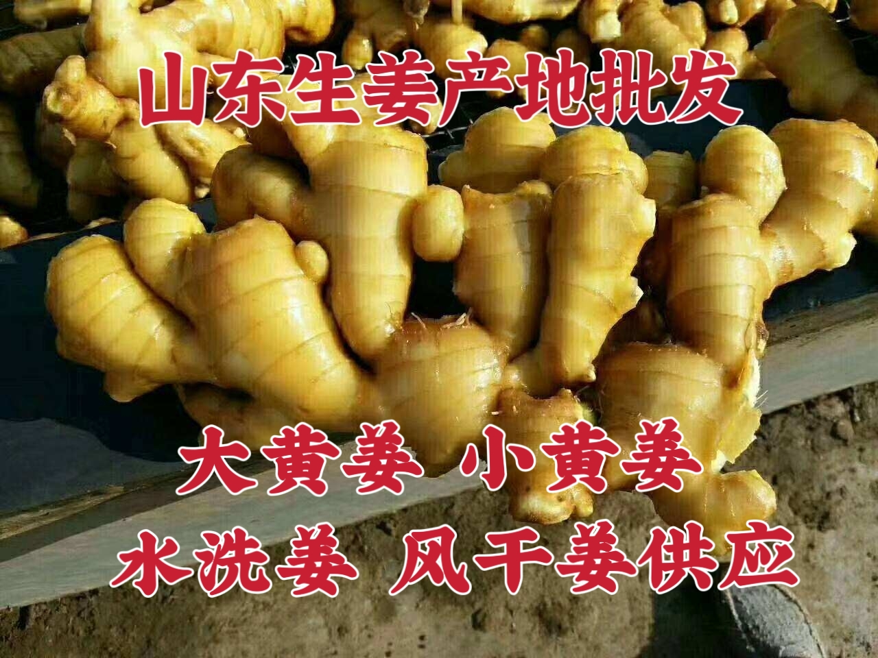 沂水县常年供应大黄姜 小黄姜 鲜姜 姜母 姜巴 产地批发，一手货源
