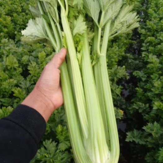 南宁西芹