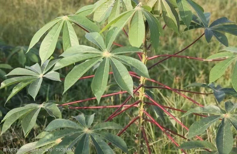 英德市木薯
