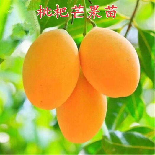 灵山县新品种枇杷芒果树苗嫁接芒果苗盆栽地栽庭园种植当年结果苗