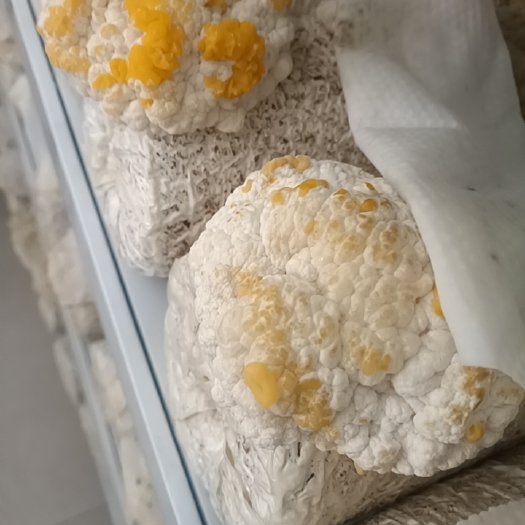 菏泽直销新鲜金耳