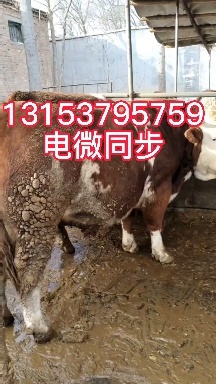梁山县供应西门塔尔大母牛厂家发货品质保证