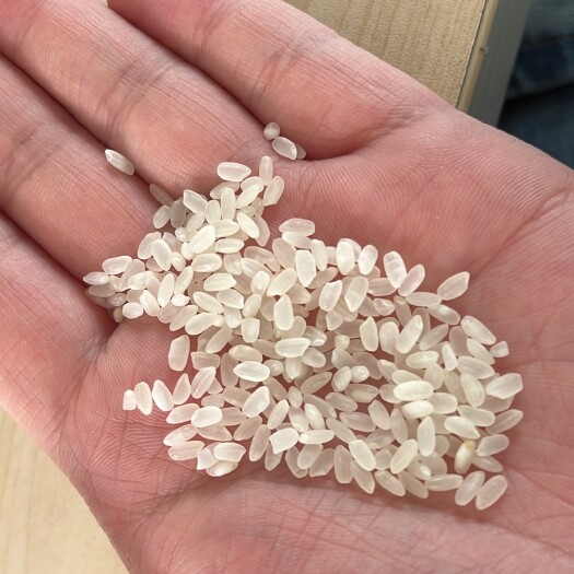辽阳长粒大米