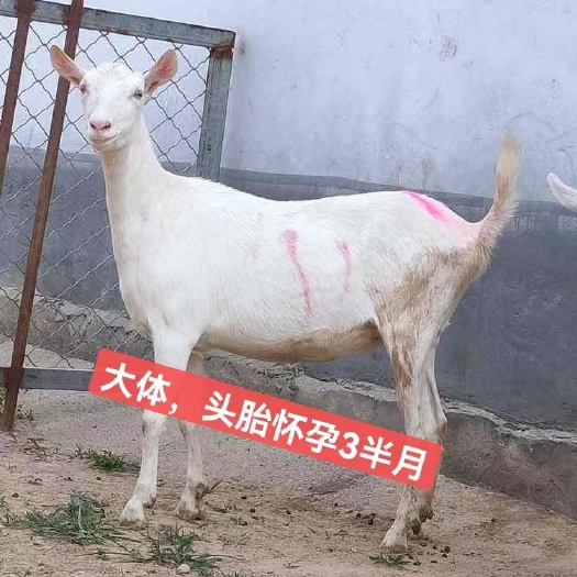 梁山县萨能奶山羊 一天产奶量八斤左右