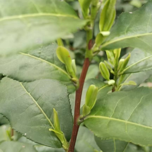 绍兴2025新茶龙井绿茶批发250g500g袋装罐装 一件代发