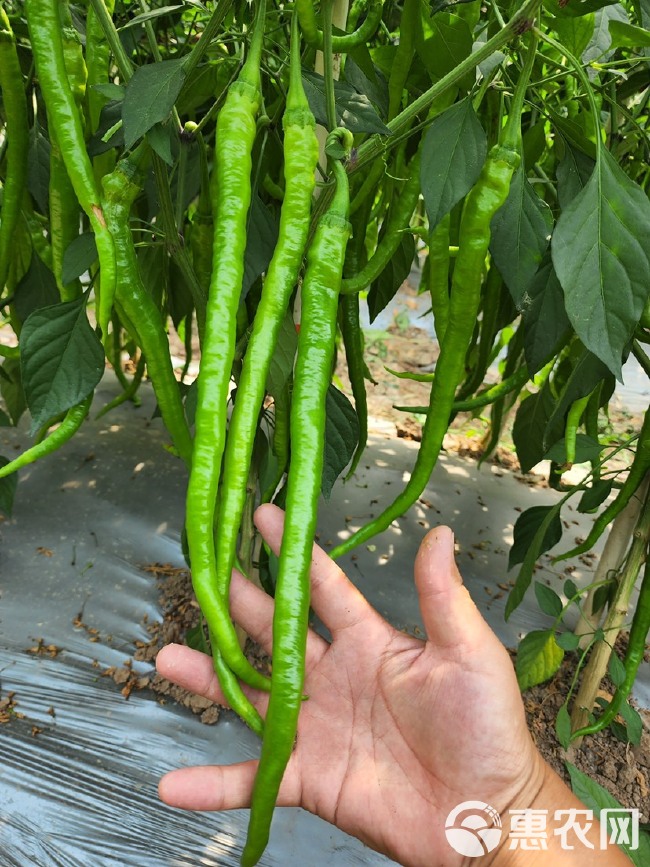 萧科七号 早中熟长线椒辛辣型品种 植株生长势强 抗病产量高