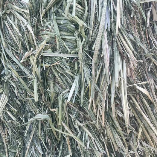 阿旗天山国产二茬燕麦八九成绿，水分灰分安全，需要的老板联系