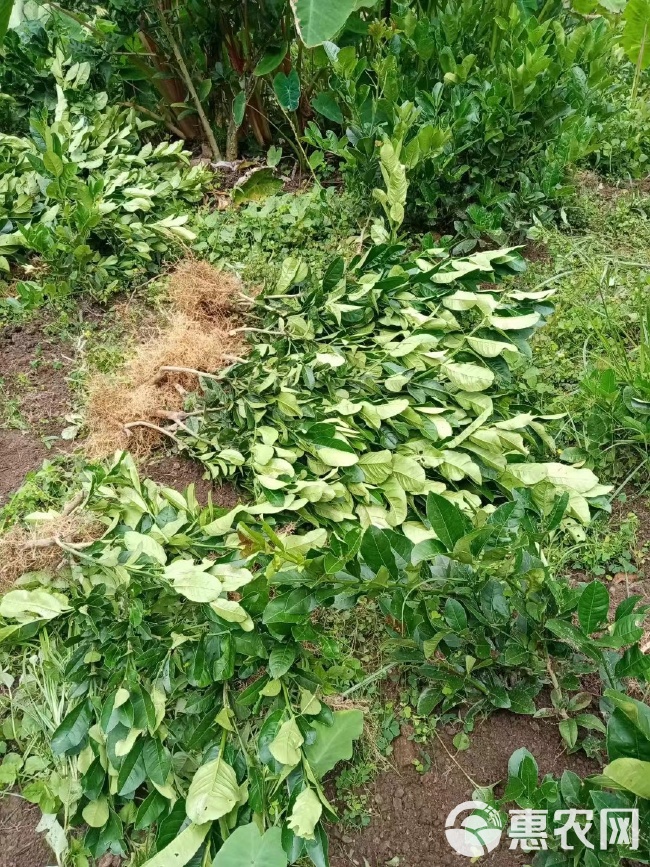 川佛手柑，（鲜果）干片，泡酒泡水，包邮