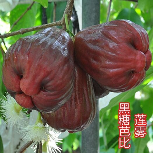 灵山县新品黑糖芭比莲雾果树苗嫁接苗大叶红果苗黑珍珠飞弹黑金刚莲雾苗