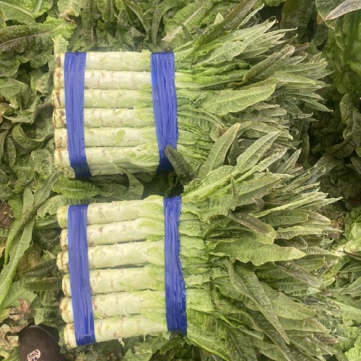 宿州精品大棚莴苣，红尖叶莴笋，无空心无花，大量有货，质量保证