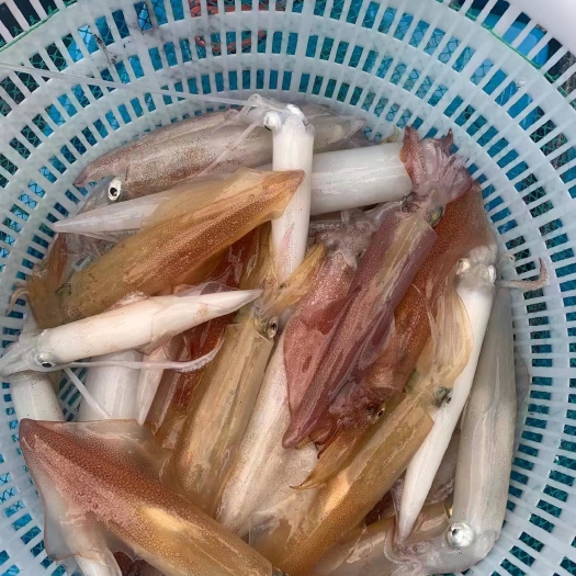 东山县手钓鱿鱼大小规格都有，品质保证