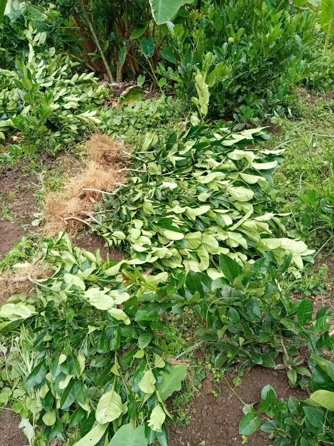 川佛手柑，（鲜果）干片，泡酒泡水，包邮