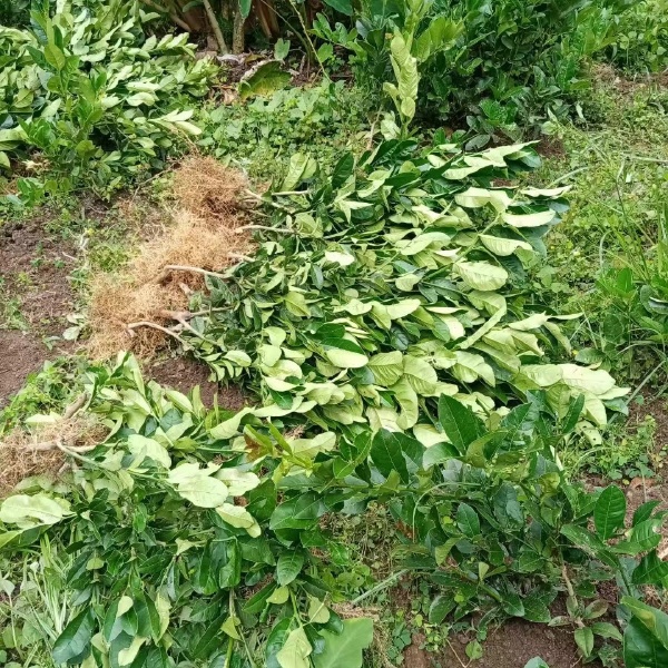 川佛手柑，（鲜果）干片，泡酒泡水，包邮