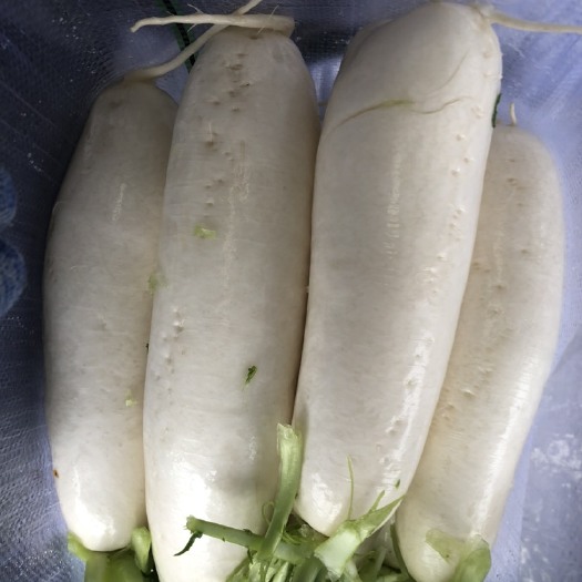 蒲江县白萝卜