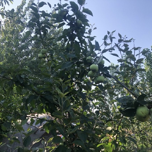 郯城县苹果树