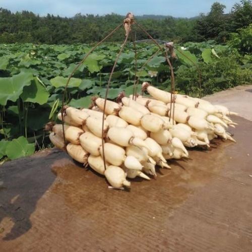 巨无霸藕种  南斯拉夫雪莲食用莲藕种苗种子藕芽高产雪莲藕浅