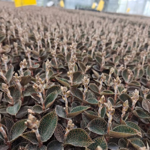 南靖县金线莲开花鲜品，半斤一盒，一盒65