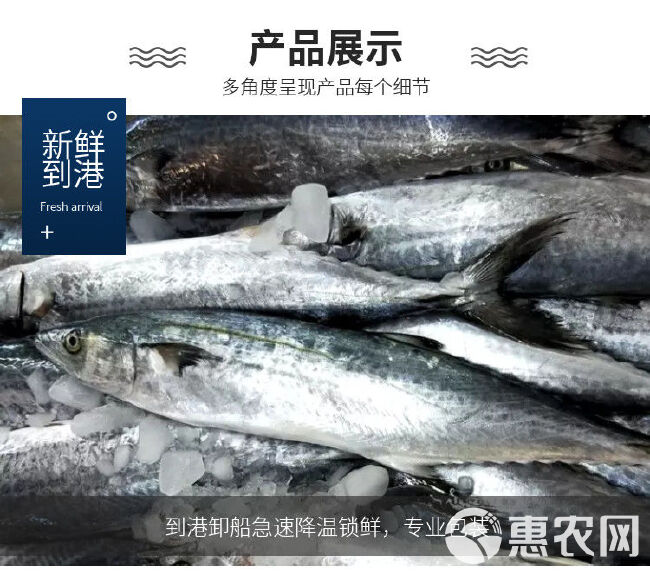 鲅鱼新鲜海鱼鲜活海鱼冷冻海鲜水产深海燕鲅青岛大鲅鱼马鲛鱼