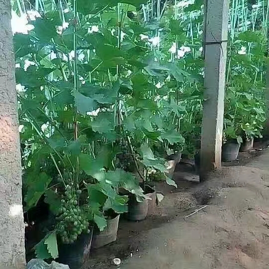 昌黎县盆栽葡萄树苗，挂果葡萄苗