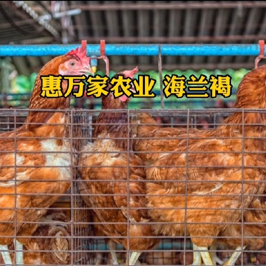 南宁海兰褐蛋鸡苗 海澜灰鸡苗 多产蛋鸡苗 产粉红色蛋鸡苗