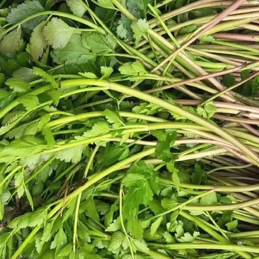 衡东县野芹菜 野生水芹菜小叶健康农家野菜新鲜蔬菜5斤湖南种苗根纸箱