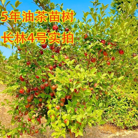 丰城市油茶树苗  营养杯苗  存活率高    1棵也是批发价！