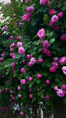 红花蔷薇  蔷薇花苗藤本月季大花浓香爬藤植物庭院阳台花卉玫瑰