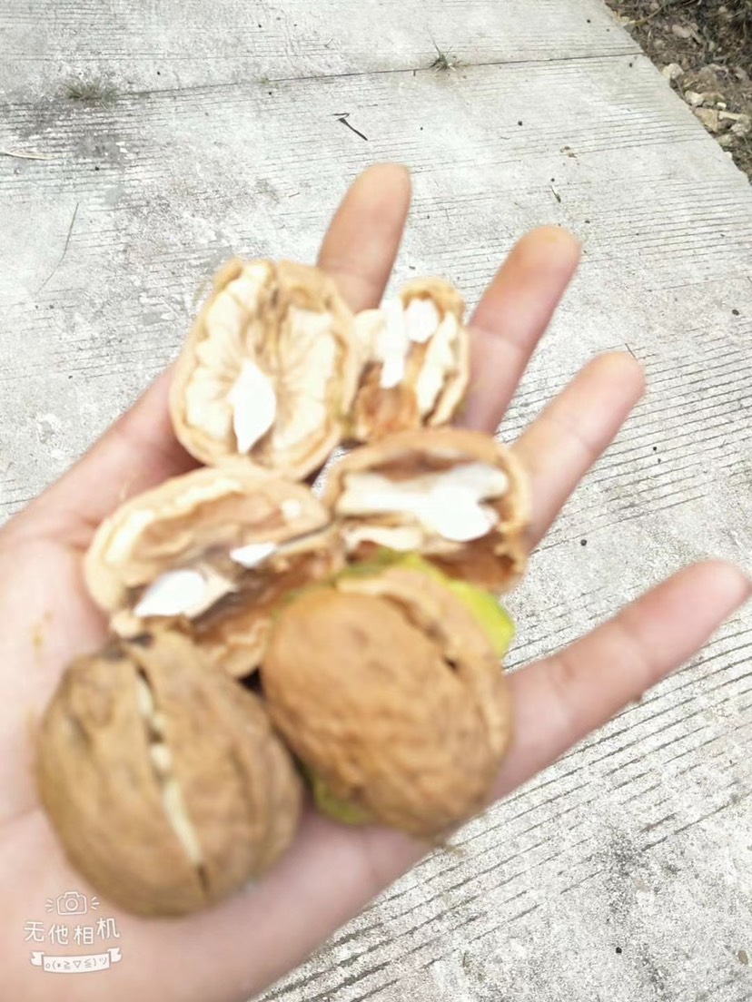 核桃，干核桃品质非常不错