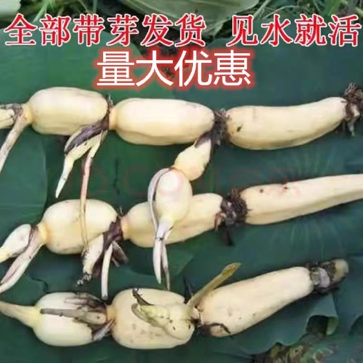 沭阳县【食用粉藕苗 脆藕苗 荷花苗】大型高产藕苗种植基地庭院水田种