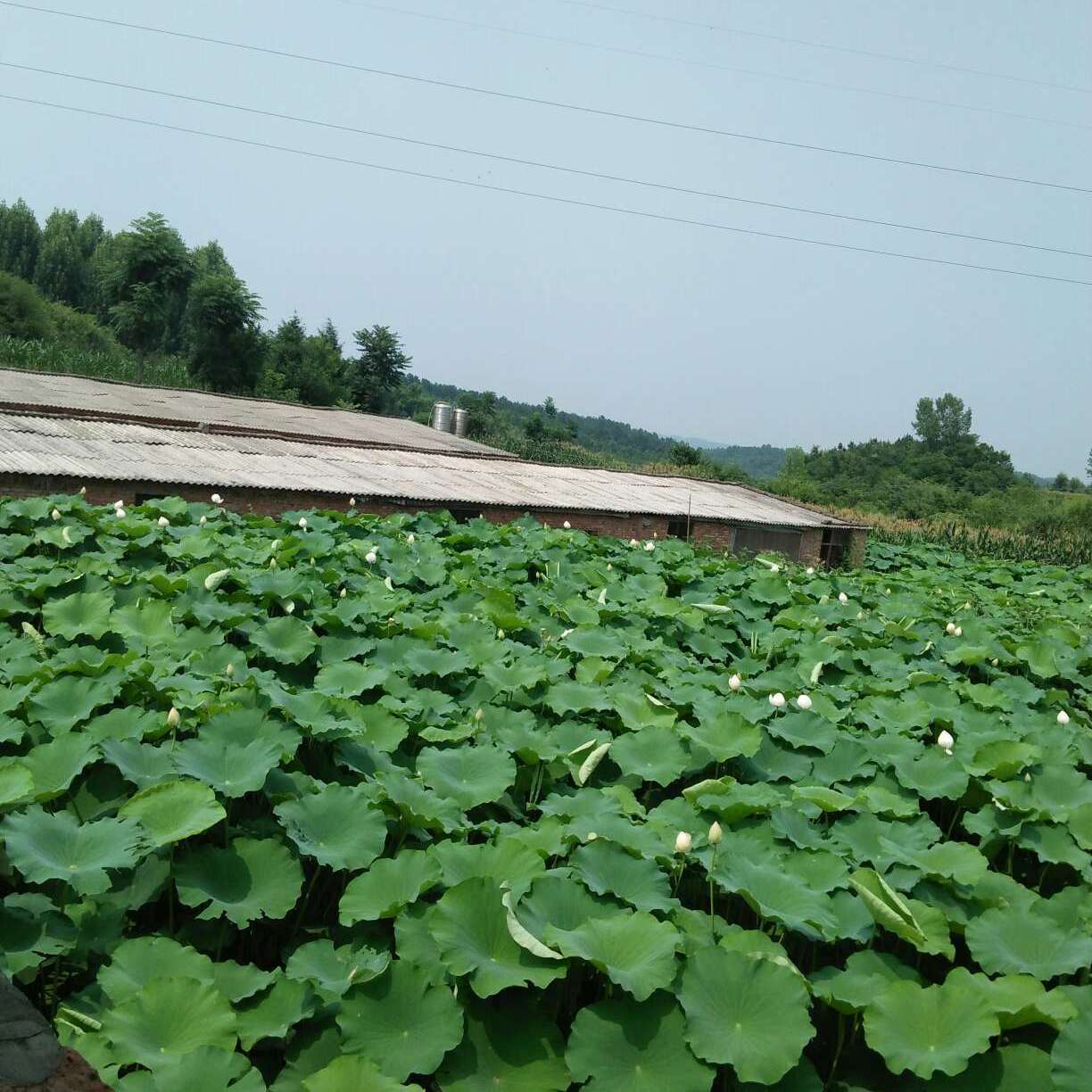 莲藕种苗红花莲种苗南斯拉夫白莲红莲种苗观赏红花苗