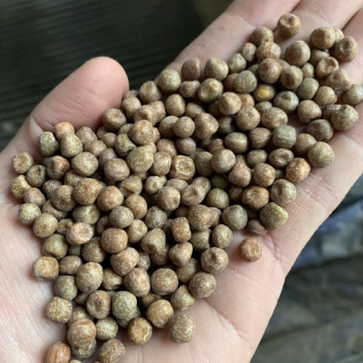 漳州加拿大枫叶豆，豆苗，信鸽粮