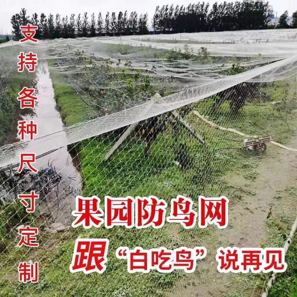 防鸟网  白色透明果园果树天网葡萄鱼塘樱桃树鱼塘养殖