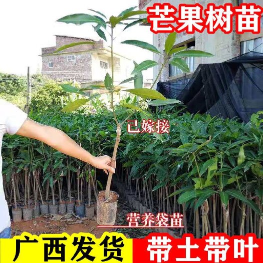 灵山县广西四季芒果苗 ，一年多次结果，嫁接苗，包邮，种植技术指导