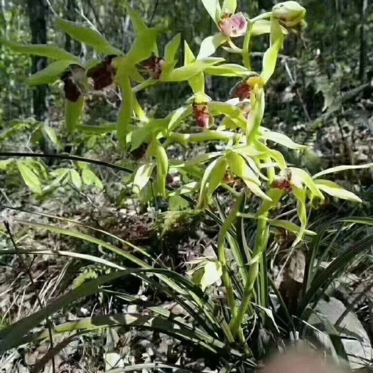 桐城市桐城小花，明前茶，产地直供