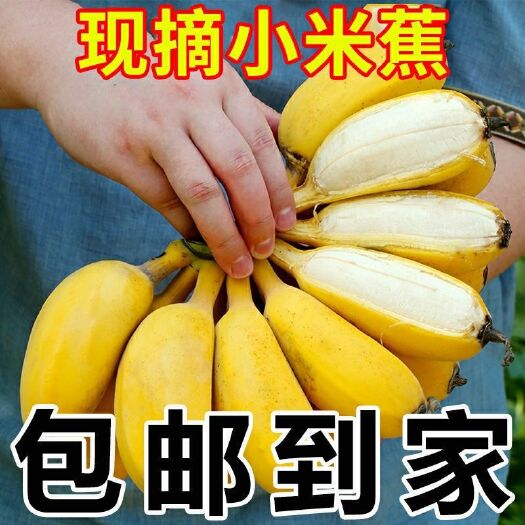 南宁广西小米蕉小香蕉2/3/5/9斤一件代发包邮批发