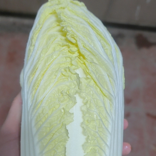 新野县河南黄心大白菜