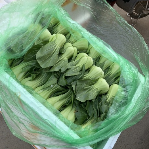 邯郸上海青