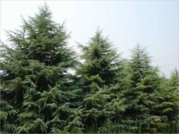 长沙雪松树苗四季常青柏树耐寒圣诞树盆景行道树松树庭院别墅观赏苗木