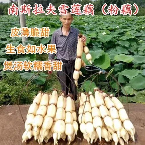 巨无霸莲藕种子食用莲藕种苗带芽带根高产包邮池塘浅水藕种子超