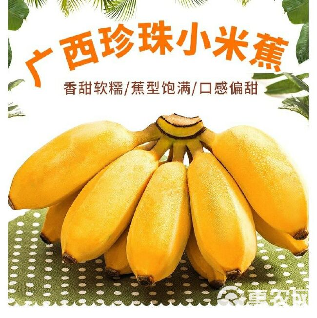 广西小米蕉小香蕉2/3/5/9斤一件代发包邮批发