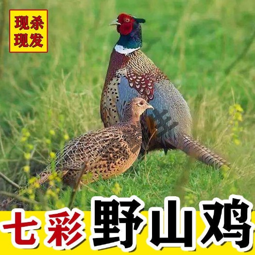 长沙农家散养山鸡新鲜山鸡肉七彩山鸡现杀土鸡山鸡老母鸡公鸡