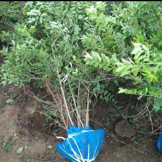 沭阳县丛生独杆金银木大盘多年生白花忍冬庭院绿化工程苗大小规格齐全